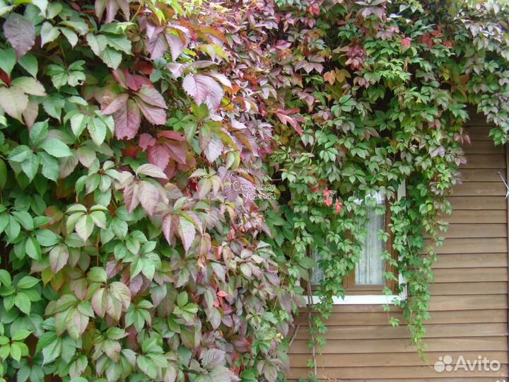 Виноград девичий