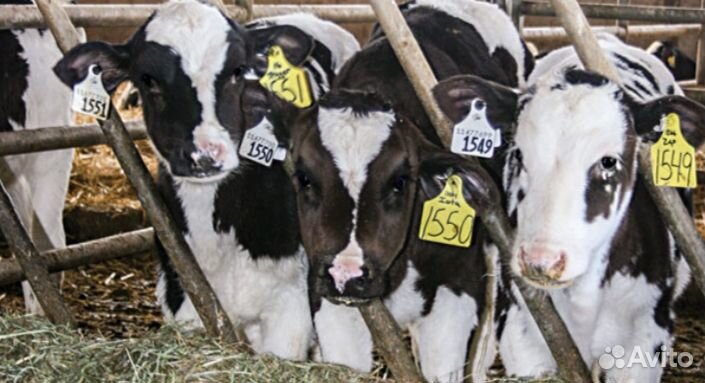 Бычки телята