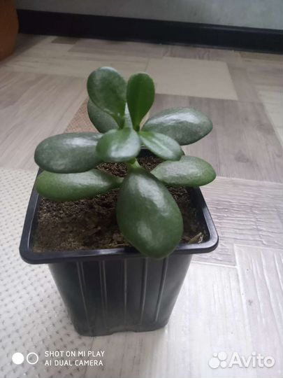 Толстянка - денежное дерево