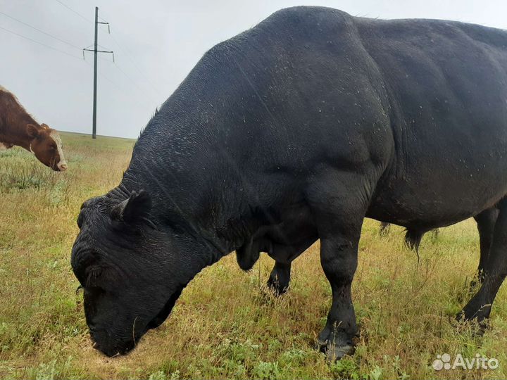 Племенной бык