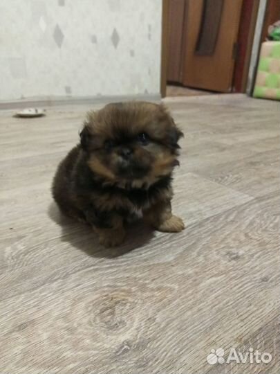 Щенки пекинеса