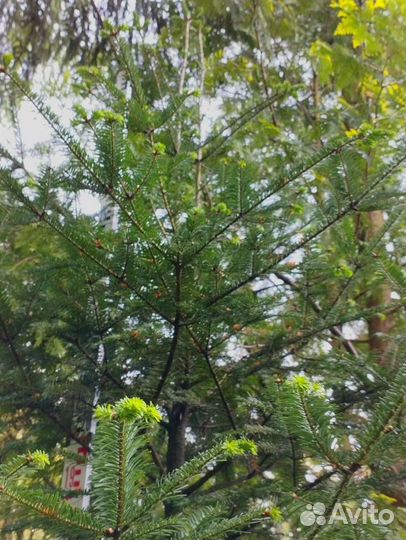 Пихта вича крупномер 3,3 метра