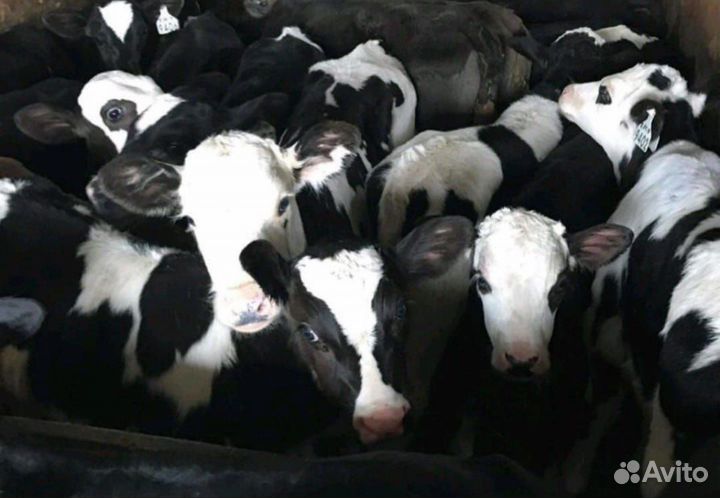 Бычки и телята