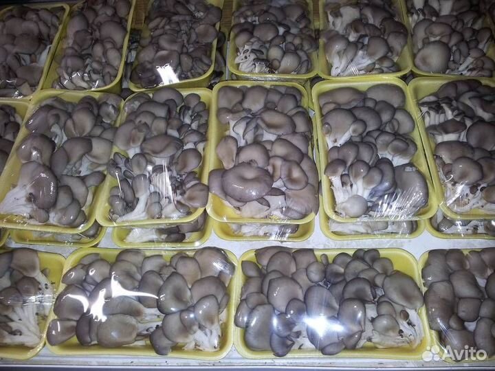 Зерновой мицелий Вешенки штамм Чёрный принц