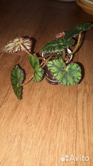 Бегония тигровая