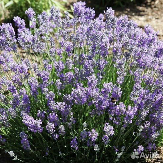 Декоративные растения для сада