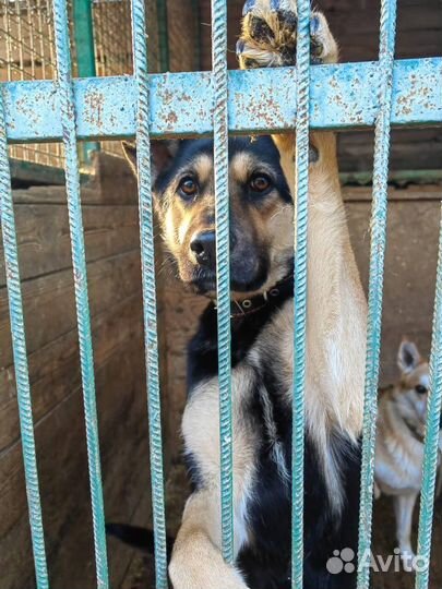 Собака в добрые руки отдам бесплатно