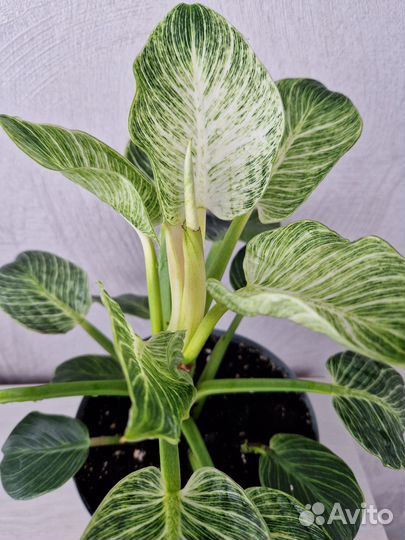 Филодендрон