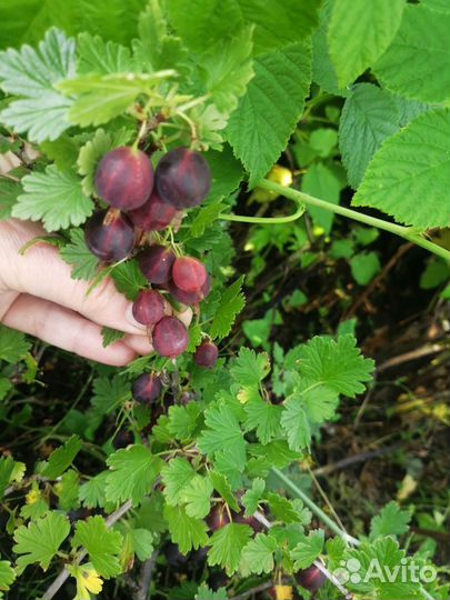 Саженец бесшипого крыжовника зкс