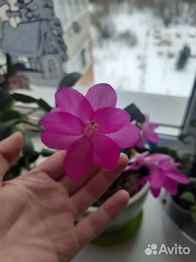 Укорененный черенок декабриста