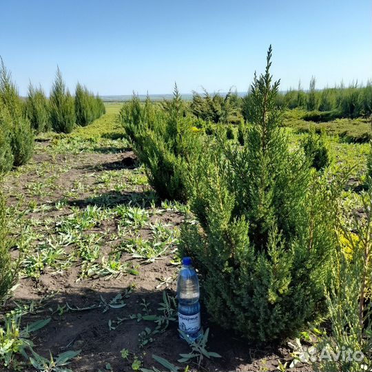 Саженцы слив,абрикос,вишни,персик,орех,миндаль