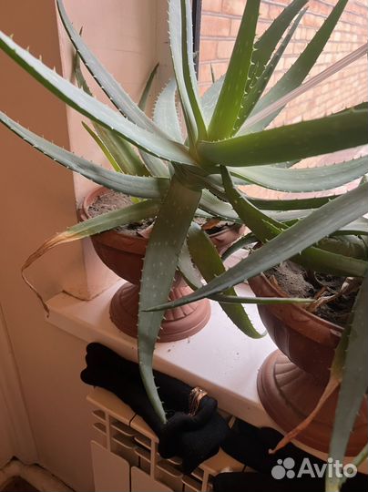 Алоэ лечебный