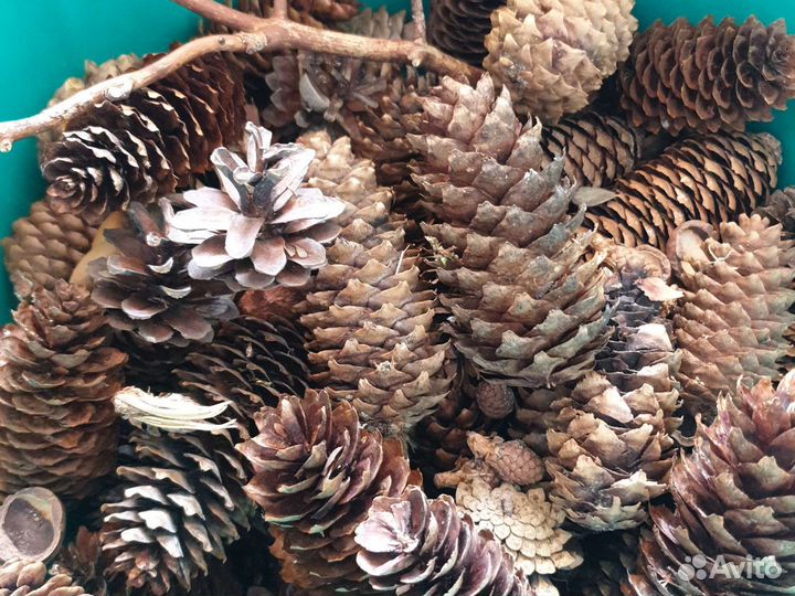 Шишки желуди для поделок