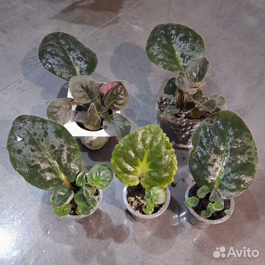 Детки фиалок и взрослые растения