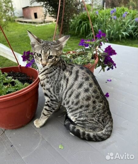 Бенгальская кошка