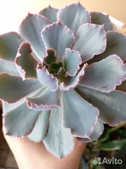 Суккуленты эхеверии