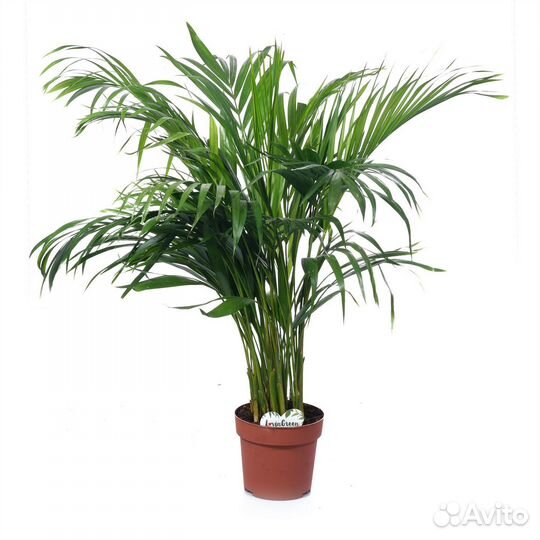 Комнатные растения для дома