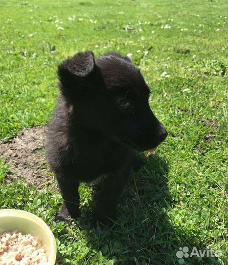 Щенок в добрые руки