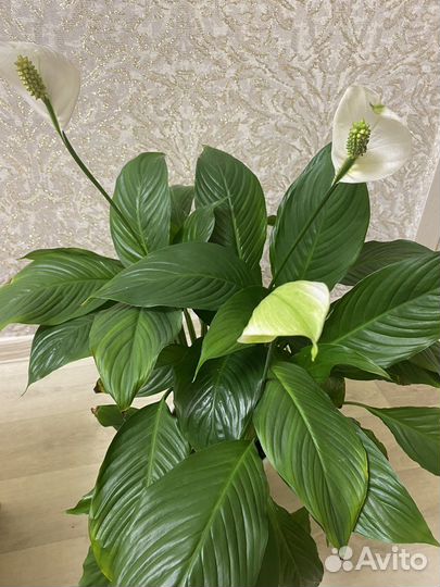 Спатифиллум (женское счастье)