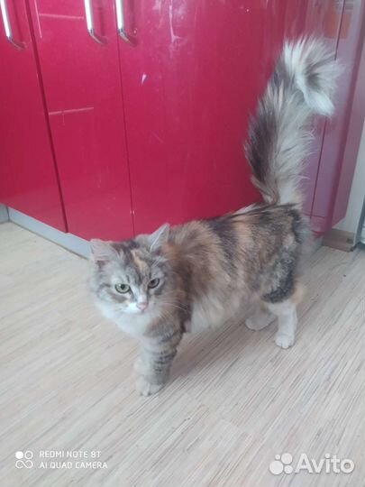 Лисонька в добрейшие ручки