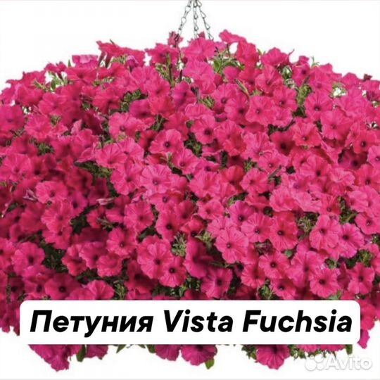 Вегетативная петуния