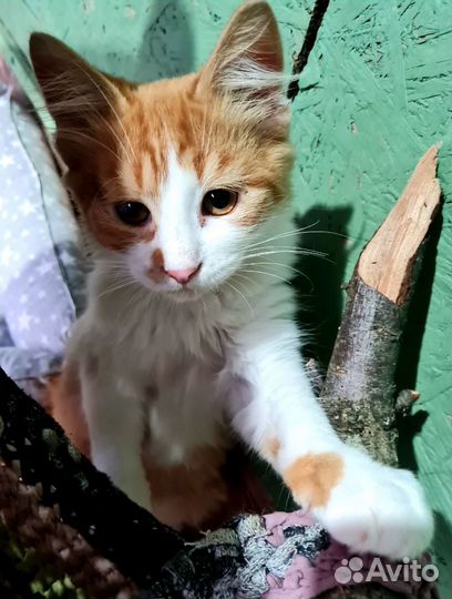 Рыжий котенок мальчик