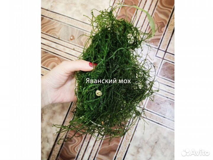 Аквариумные растения, улитки