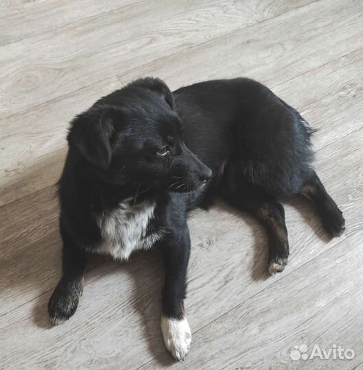 Щенки маленькой породы в добрые руки