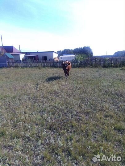 Коровы,телочка