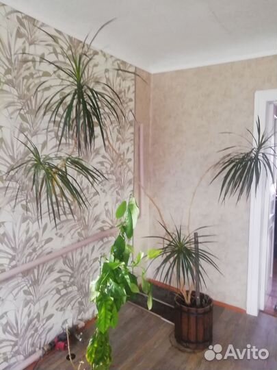 Пальма драцена