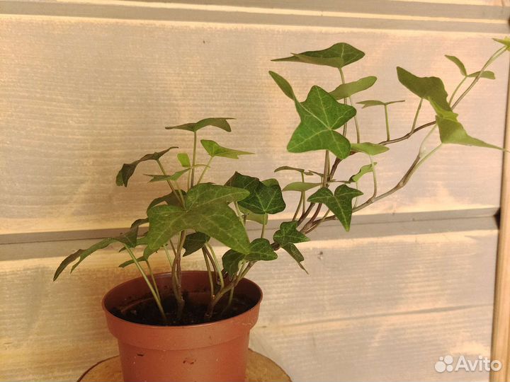 Излишки растений