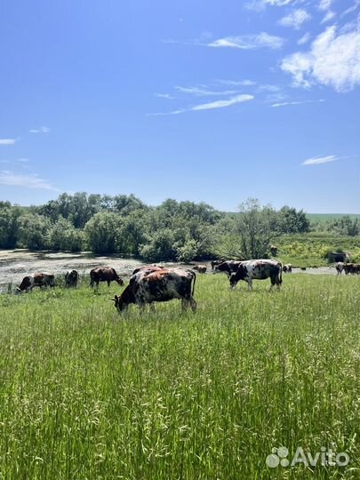 Коровы дойные