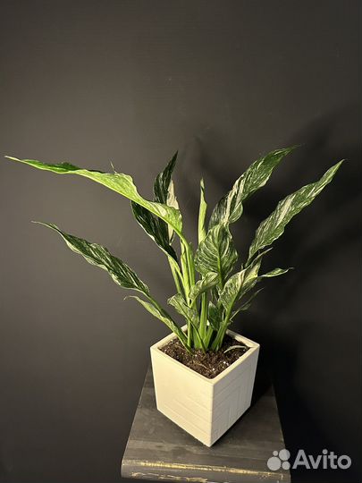 Спатифиллум даймонд