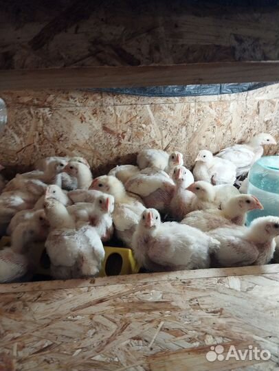 Продам цыплят бройлера
