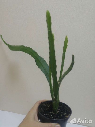 Комнатные цветы. Эпифиллум