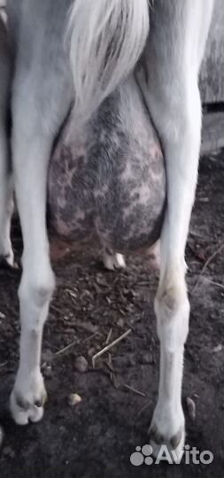 Зааненская дойная коза