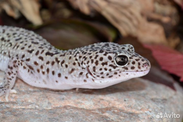 Эублефар Black night