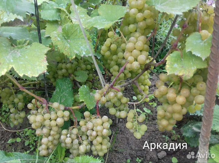 Виноград. Виноград девичий. Земляника