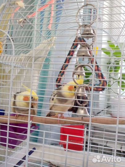 Попугай Карелло