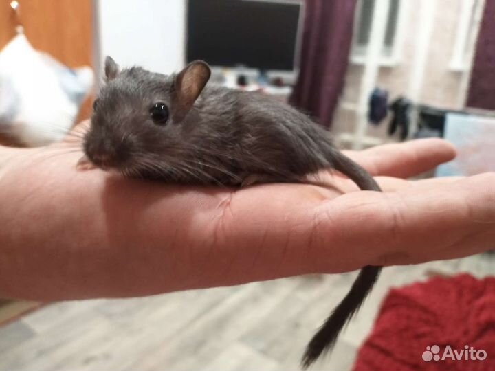 Монгольская песчанка