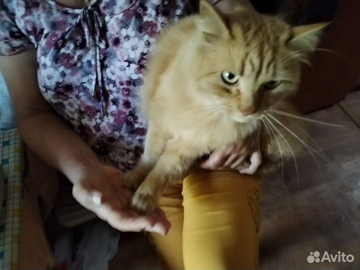 Кот, смесь мэйн-кун и Сибирской кошки