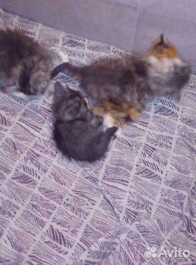 Котята в добрые руки 3девочки и один мальчик