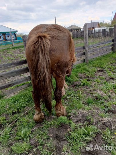 Продаю кобыл