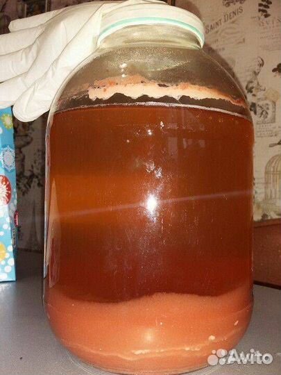 Чайный гриб комбуча, джун, каркаде