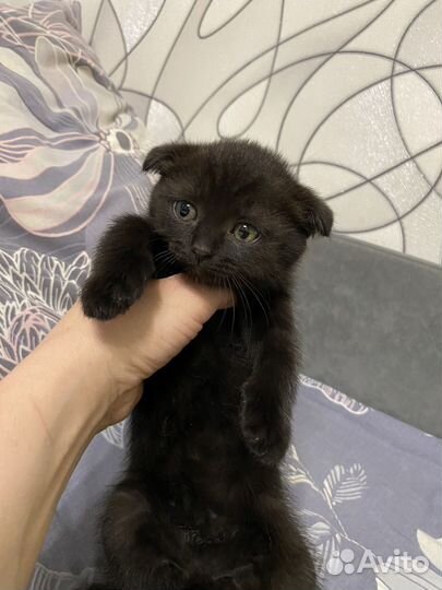 Котята британцы