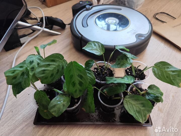 Маранта бьюти ким