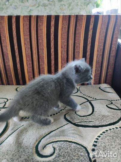 Кошечка 1 месяц