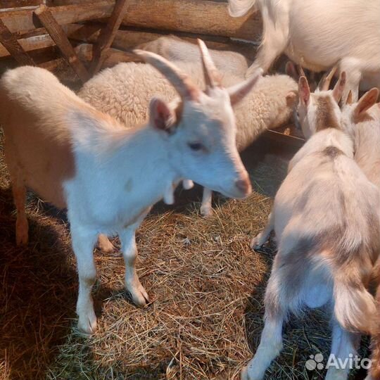 Козы, козлята