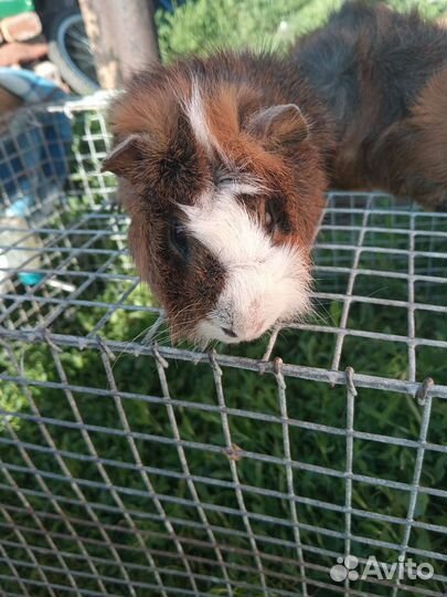 Морские свинки