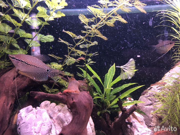 Гурами жемчужный